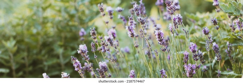 Close-up Of Lavender Bushes With Bokeh Effect. Purple Lavender Flowers As Banner Or Flowers Background. Provence, Region Of France - Lavender Fields And Perfume Oil.