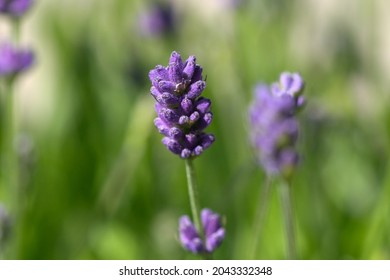 Close-up of a lavender flower with sunlight - Powered by Shutterstock