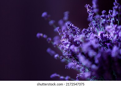 Close-up of lavender flowers, Soft focus on black background - Powered by Shutterstock