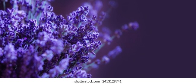 Close-up of lavender flowers, Soft focus on black banner background - Powered by Shutterstock
