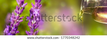 closeup of lavender oil from the medical bottle with isolated lavender flowers in sunhine on abstract beautiful blurred background, natural wellness concept with copy space