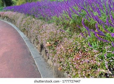 Closeup of Lavender & Small Pinkish Flowers along a Pathway in a Park