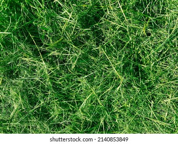 A Closeup Lawn Turf Green Fresh Grass Nature Lush Backyard Picnic Park Yard Background