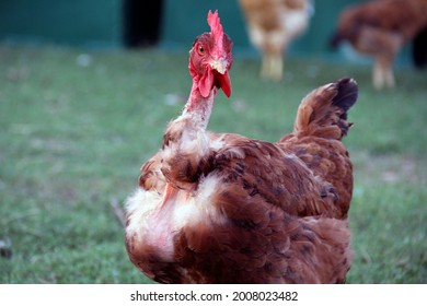 Close-up Of A Layer Hen In A Farmyard