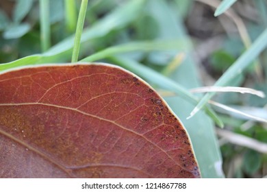 Closeup of leaf