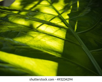 closeup leaf background