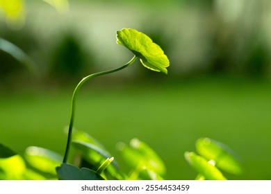 Close-up leaf with blur background