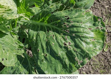 Close-up leaf of cabbage with tiny holes, showing extensive pest damage, indicating heavy insect activity and herbivory.
