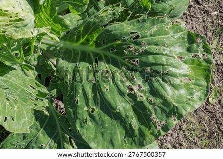 Close-up leaf of cabbage with tiny holes, showing extensive pest damage, indicating heavy insect activity and herbivory.