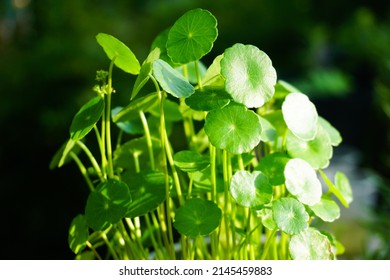 Close-up leaf of Centella Asiatica, Pegagan, Asiatic Pennywort, Gotu Kola Herbal medicine. Fresh nature natural green background. blurry  - Shutterstock ID 2145459883