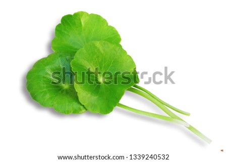 Close-up leaf of Centella Asiatica, Pegagan, Asiatic Pennywort, Gotu Kola  isolated on white background. This has clipping path.            