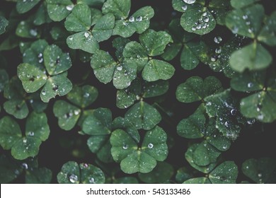 Closeup of Leaf clovers with Ice drops in the Cool Morning Day in Vintage style