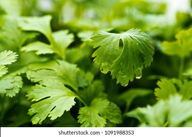 A closeup of a leaf of coriander (also known as cilantro or Chinese parsley) with water drops