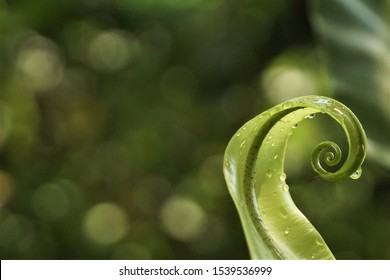 Close-up Of The Leaf Curl Tip Of  The Bird's Nest Fern Or Asplenium Nidus That Has Water Droplets.