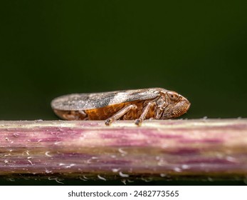 Closeup of leaf hopper resting on a plant stem