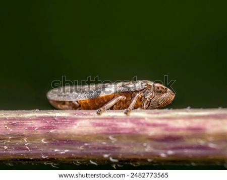 Closeup of leaf hopper resting on a plant stem