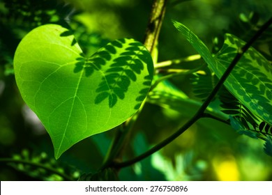 Closeup leaf like a heart shape in the forest