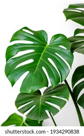 Close-up Leaf Monstera Deliciosa Or Swiss Cheese Plant On A White Background. Stylish And Minimalistic Urban Jungle Interior. 