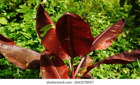 Closeup of leaf Musa Siam Ruby