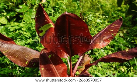 Closeup of leaf Musa Siam Ruby