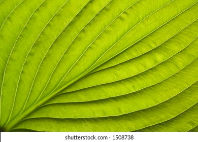 Close-up leaf. Nature green background - Shutterstock ID 1508738