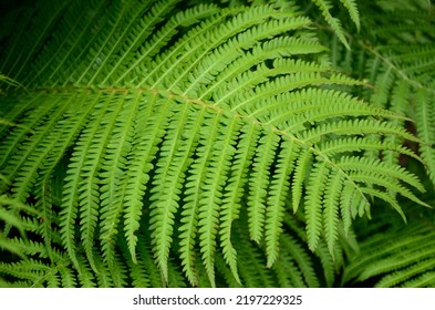 Close-up Of A Leaf Of Ostrich Fern