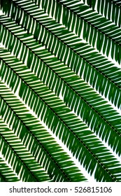 closeup leaf pattern