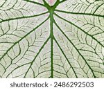 Close-up of the leaf pattern of Caladium bicolor (Aiton) Vent. It is a tuber and succulent plant that absorbs and transpires water quickly. The leaves are heart shaped and come in a variety of colors.