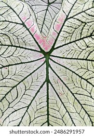Close-up of the leaf pattern of Caladium bicolor (Aiton) Vent. It is a tuber and succulent plant that absorbs and transpires water quickly. The leaves are heart shaped and come in a variety of colors.