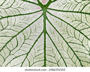Close-up of the leaf pattern of Caladium bicolor (Aiton) Vent. It is a tuber and succulent plant that absorbs and transpires water quickly. The leaves are heart shaped and come in a variety of colors.