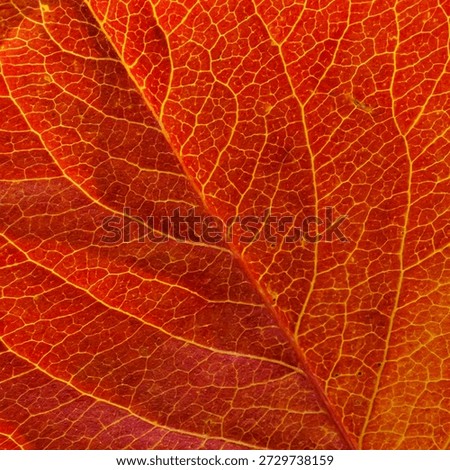 Close-up leaf pattern texture. Red orange brown tree leaf macro view
