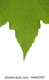 Close-up Of A Leaf Of Poison Ivy Isolated On White.