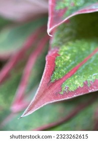 Close-up leaf shape, blurred back