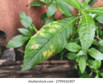 Close-up of a leaf showing yellowing patterns and brown spots caused by plant stress or disease. Detailed texture and natural lighting make it suitable for botanical studies and agriculture topics