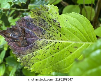 Closeup Leaf Starting Decay Stock Photo 2198299547 | Shutterstock