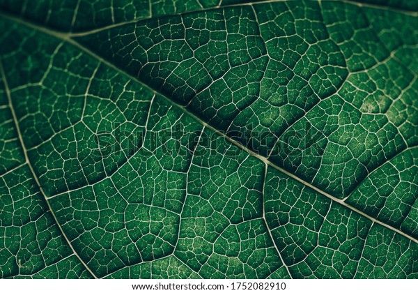 Closeup leaf texture. Green tropical plant\
close-up. Abstract natural floral background Selective focus,\
macro. Flowing lines of\
leaves