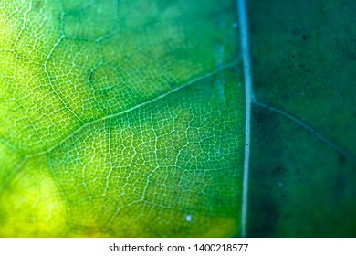 Close-up of a leaf texture and vascular tissue.