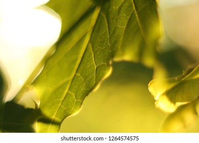 closeup of a leaf of a tree in a park