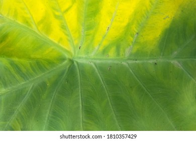 Closeup Of Leaf Vain On Half Yellowish Leaf Selective Focus