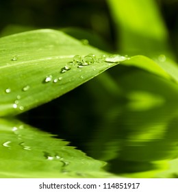 Close-up of a leaf and water drops on it background with reflection in water