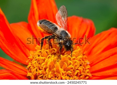 Image, Stock Photo black on yellow? bee!