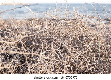 Closeup Leafless Barren Thorny Bush With Tangled Branches, Dry Dead Plant With Thorns On Branches In Ayia Napa Coast In Cyprus, Selective Focus