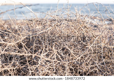 Closeup leafless barren thorny bush with tangled branches, dry dead plant with thorns on branches in Ayia Napa coast in Cyprus, selective focus