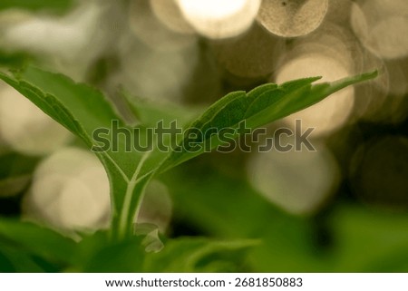 Closeup of leaf.Natue abstract background 