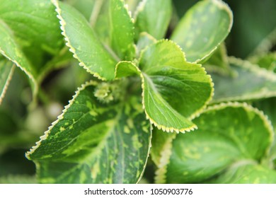 closeup of leafs