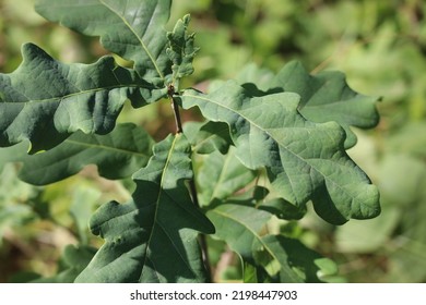 A Closeup Of Leafs Of Young Oak Tree