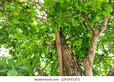 a close-up of leafy trees. Can be used as a background