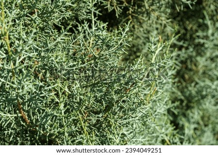 Close-up of leaves Arizona cypress (Cupressus arizonica) 'Blue Ice' in city park Krasnodar. Public landscape 'Galitsky park' for relaxation and walking in sunny autumn September 2023