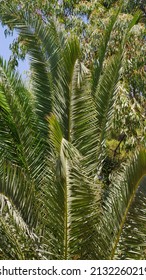 Close-up Of Leaves Of A California Fan Palm