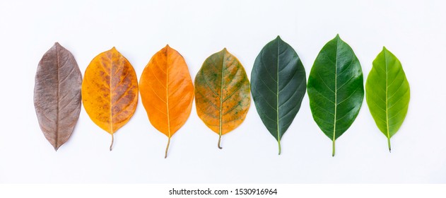 Closeup Leaves Different Color Age Jackfruit Stock Photo 1530916964 ...